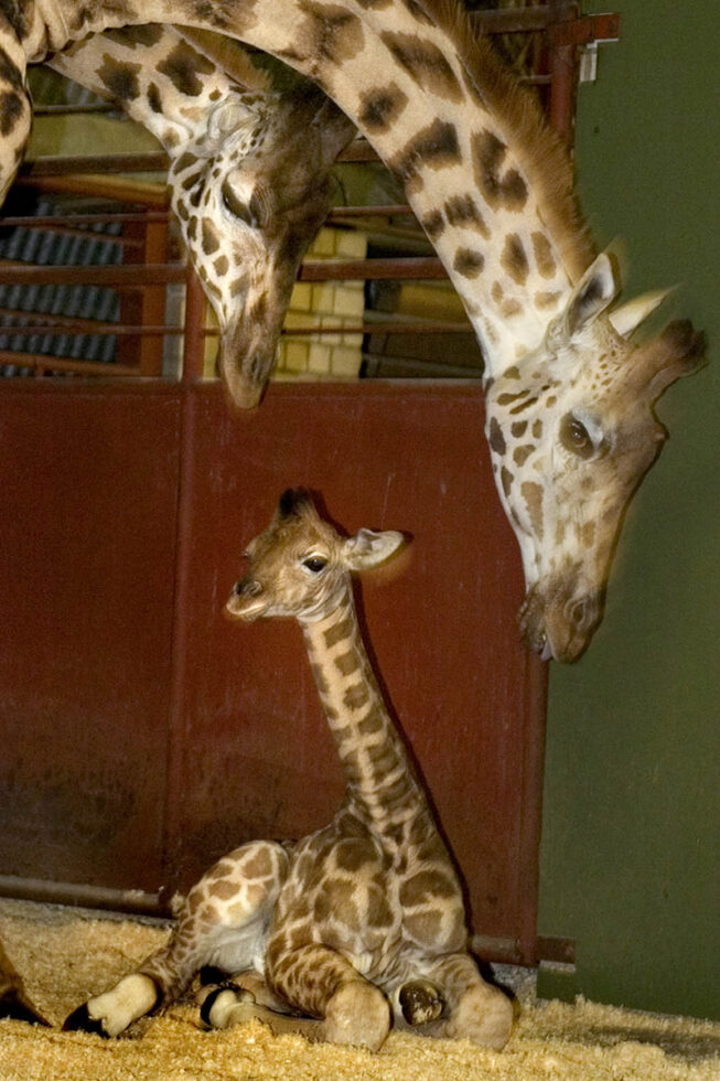 2007 Hilvarenbeek Beekse Bergen Raf het nieuw geboren girafje