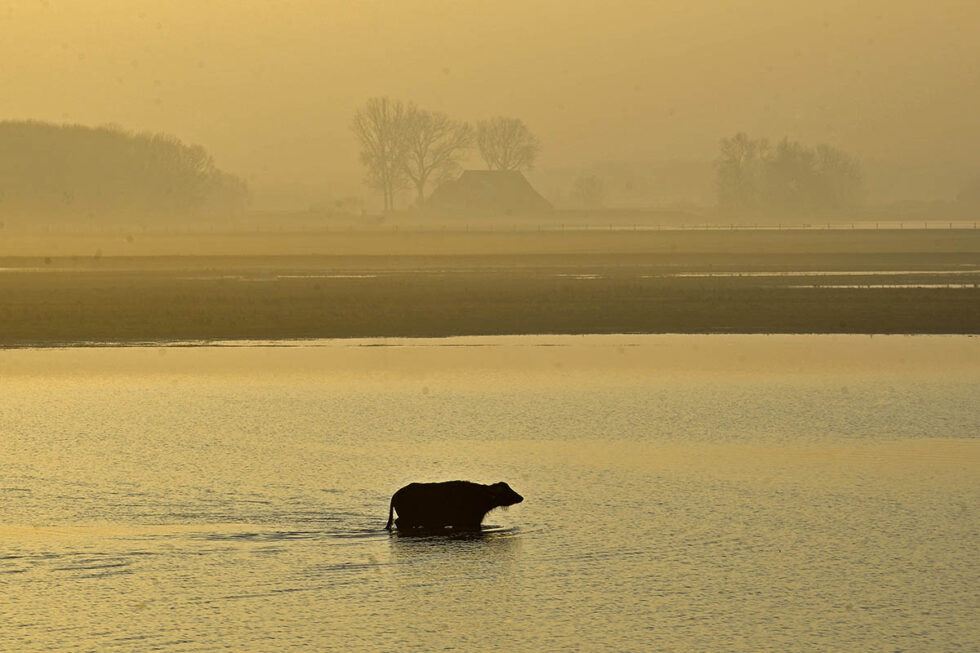 2016 Buffel in de vroege ochtend in de Biesbosch