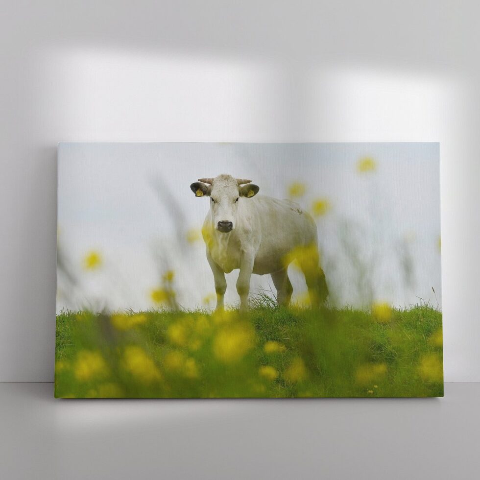 974674-Op de dijk met gele bloemen en witte koe
