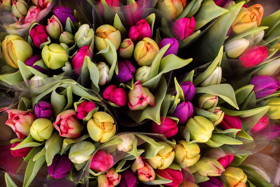 Flora en Fauna 07 Tulpen op de markt