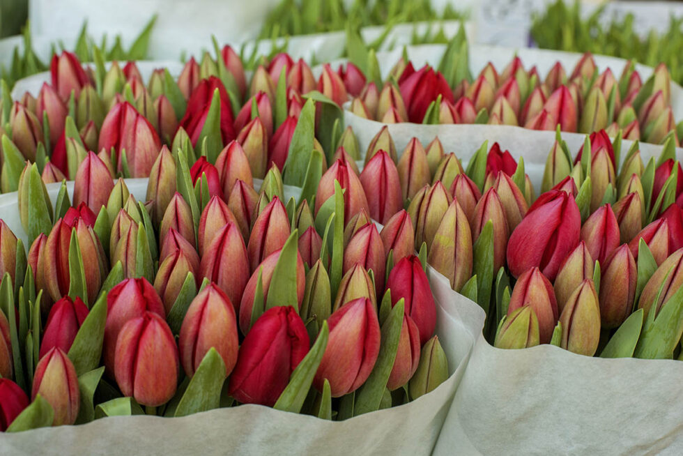 Flora & fauna 04 Oranje/ rode tulpen in papier op de markt