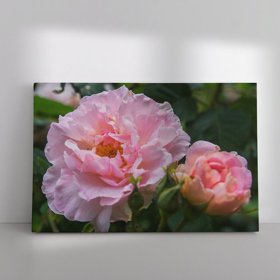 941294 Botanische roze bloem roos