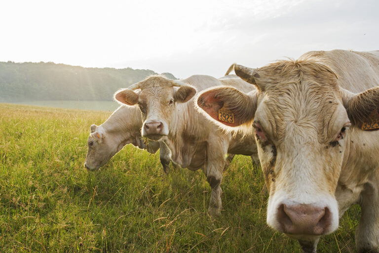 Met de Franse slag 30 Blonde dames bij avondlicht in La douce France