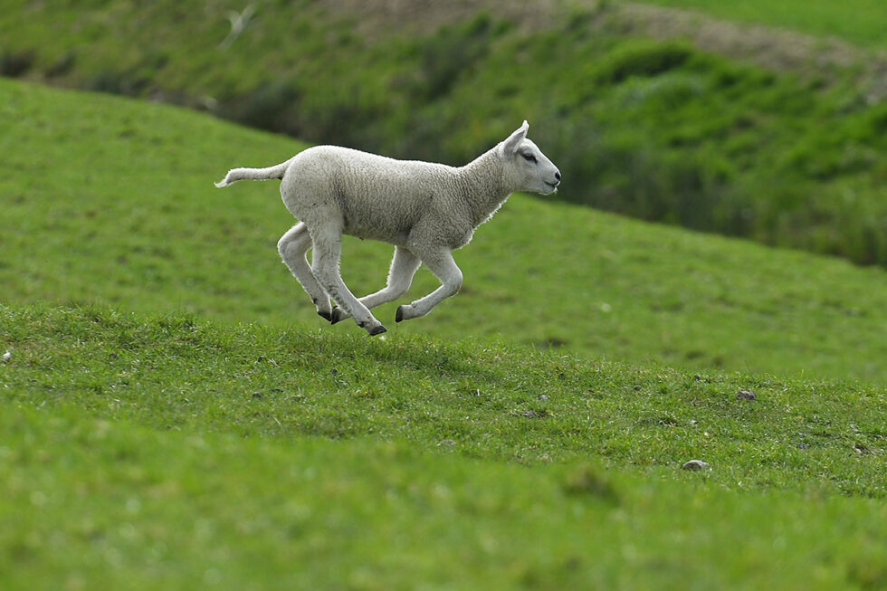 Flora en Fauna 15 lammetje