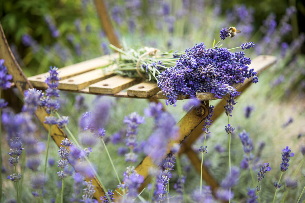 Flora en Fauna 16 Lavendel in tuin met oud Frans stoeltje en een bij