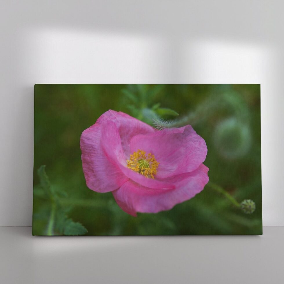 1935880 Papaver roze bloemen in de tuin