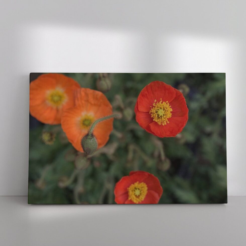 1938897 Papavers oranje